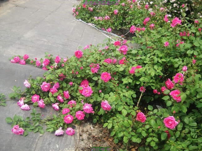 nEO_IMG_��Ƭ 247.jpg