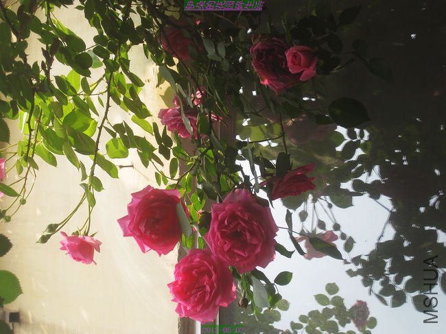 nEO_IMG_��Ƭ 206.jpg