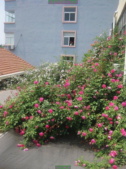 nEO_IMG_��Ƭ 317.jpg