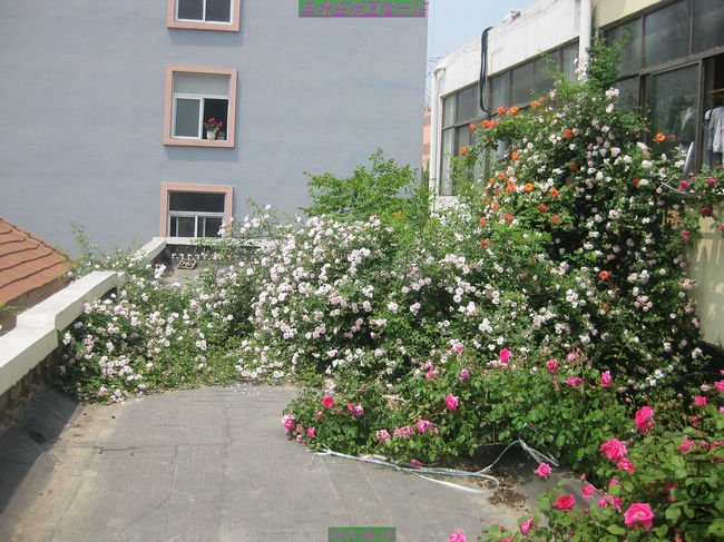 nEO_IMG_��Ƭ 230.jpg