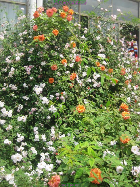 nEO_IMG_��Ƭ 217.jpg