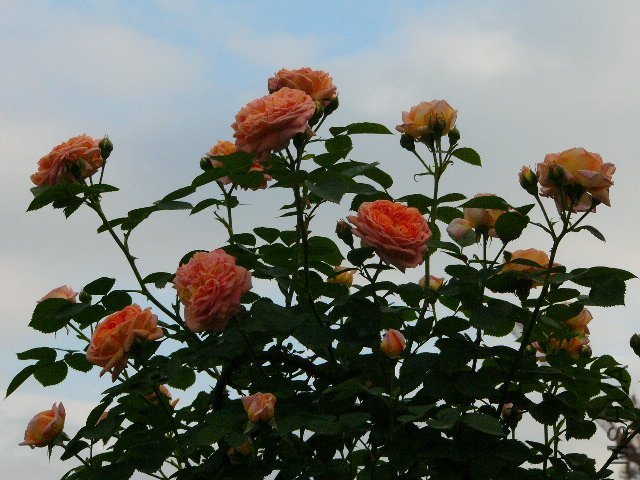 P1060724.JPG