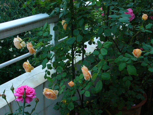 P1060752.JPG