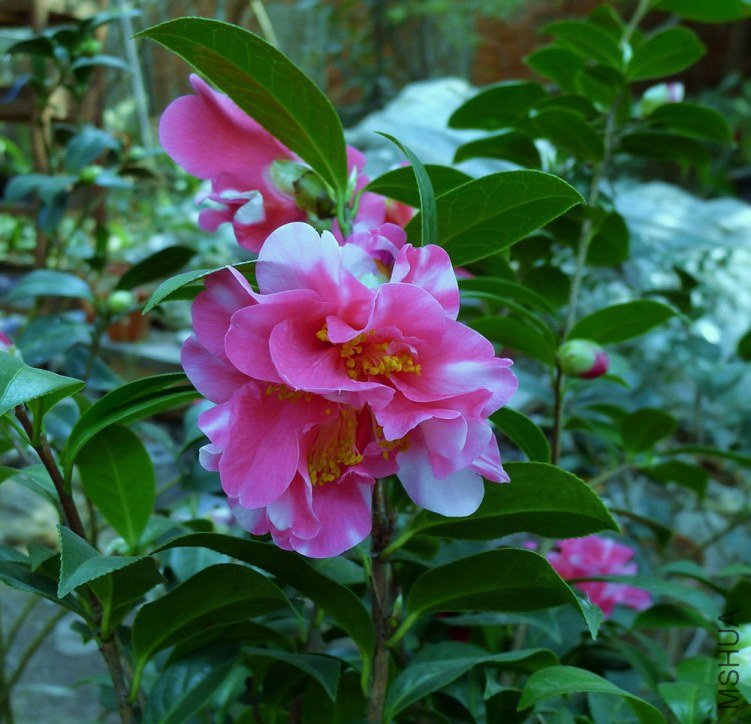 P1350161.jpg