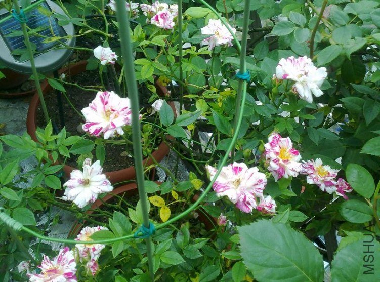 ��ת С��.jpg