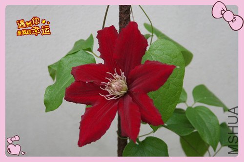 ��Ƭ 003_������2.jpg