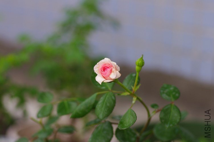 IMGP0051.JPG