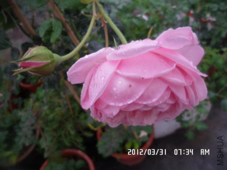 SAM_0162.JPG
