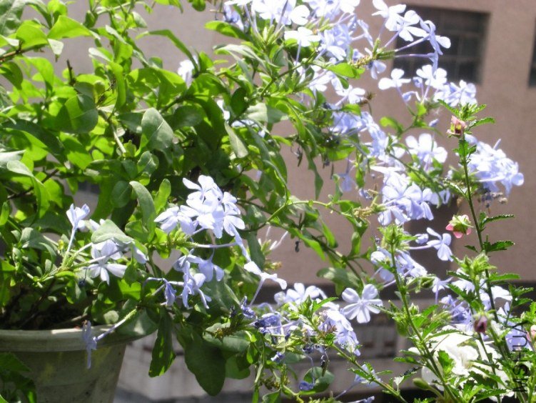 PICT0061.JPG