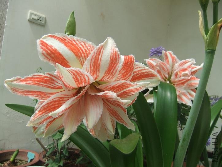 DSCF5390.JPG