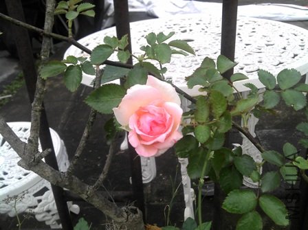 IMG_20120428_074903.jpg