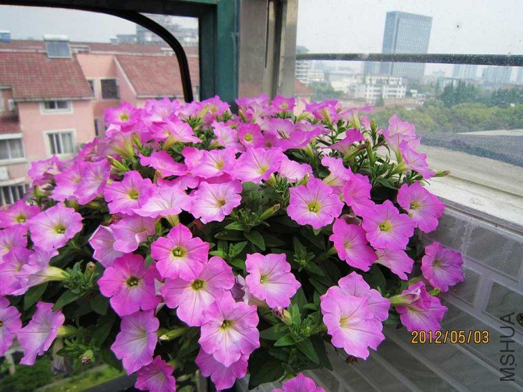 ����ţ�򣨷ۺ쳿����Źұ��裩 (1).jpg