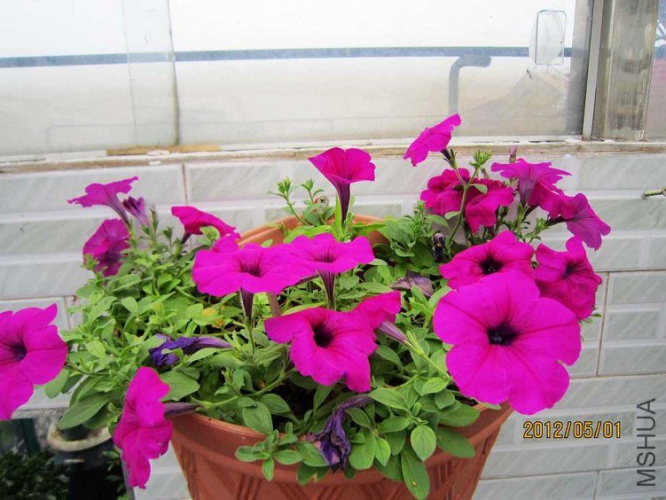 ��ʮ��ţ�����һ�Źұ���ţ�� (2).jpg