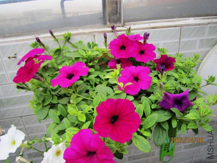 ��ʮ��ţ�����һ�Źұ���ţ�� (3).jpg