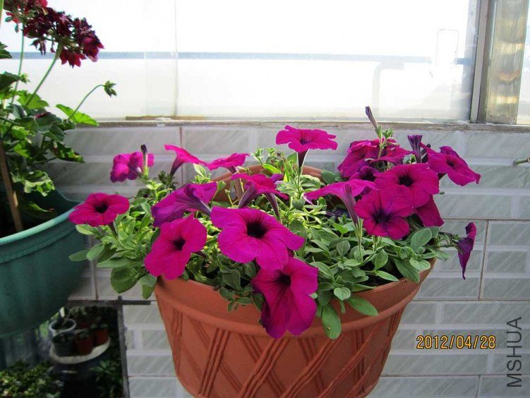 ��ʮ��ţ�����һ�Źұ���ţ�� (1).jpg