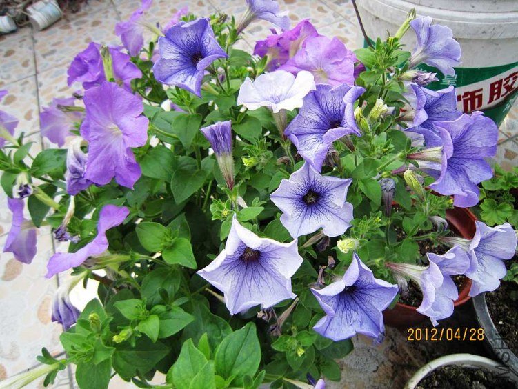 ��ʮ��ţ�� (1).jpg