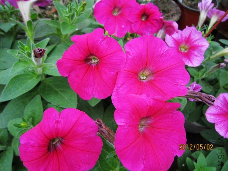 ��ʮ��ţ����������ţ�� (3).jpg