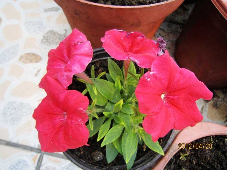 ��ʮ��ţ����������ţ�� (2).jpg