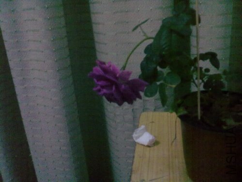 20120418966.jpg