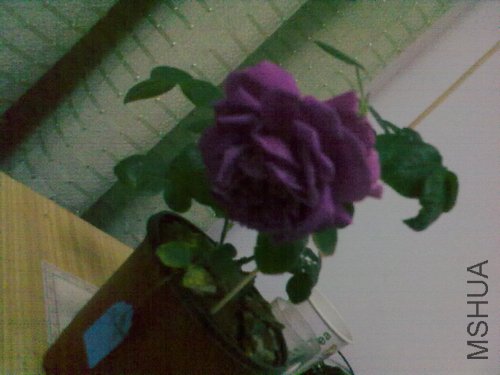 20120418968.jpg