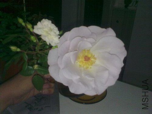 20120424991.jpg