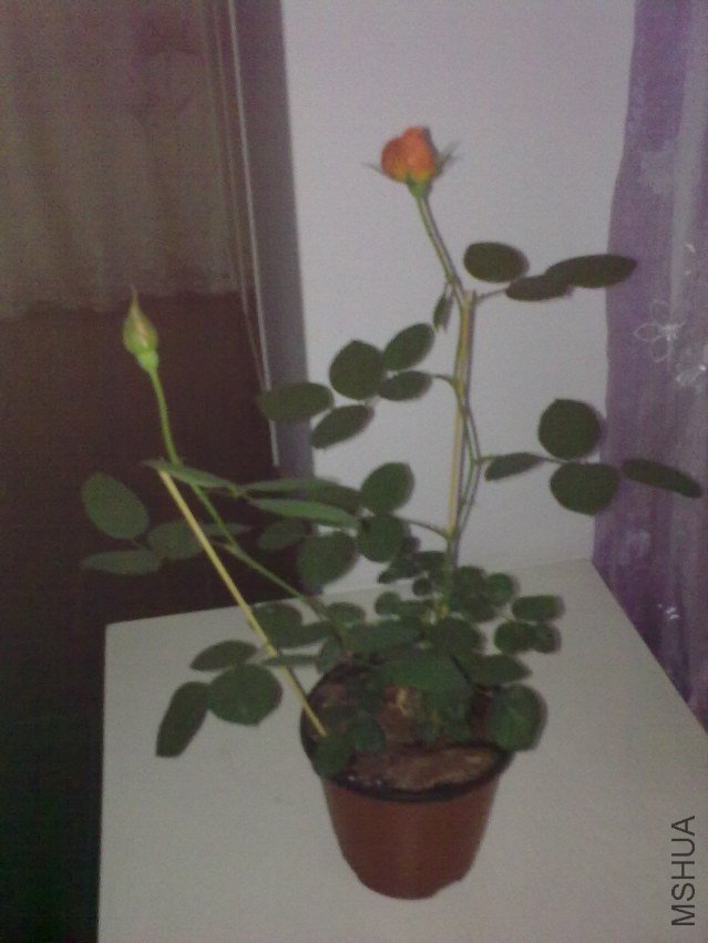201204251011.jpg