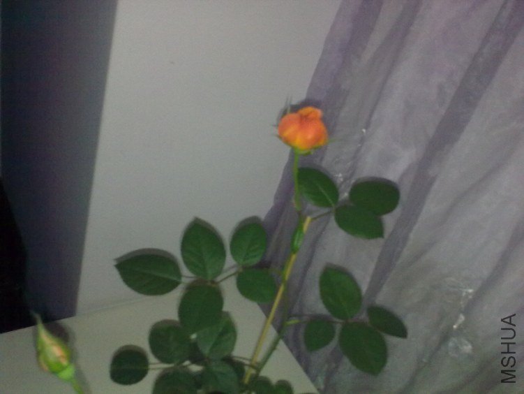 201204251016.jpg