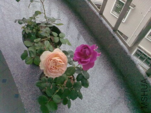 20120417865.jpg