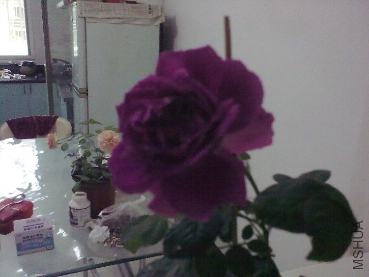 20120418923.jpg