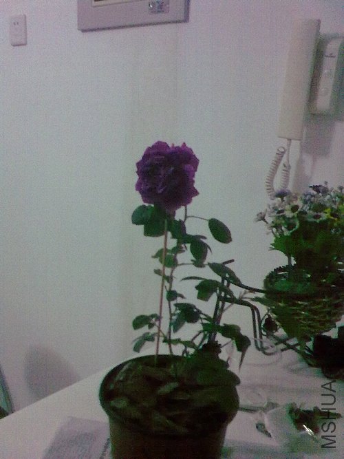 20120418942.jpg