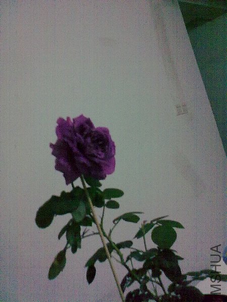 20120418947.jpg