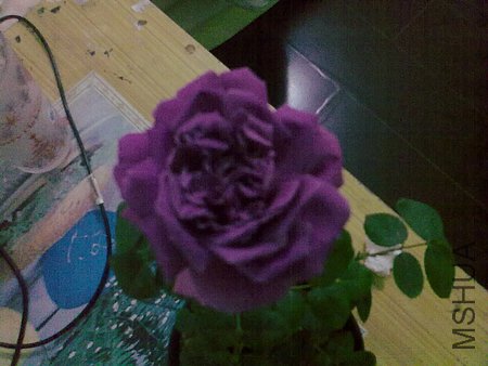 20120418951.jpg