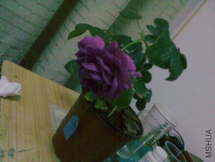 20120418965.jpg