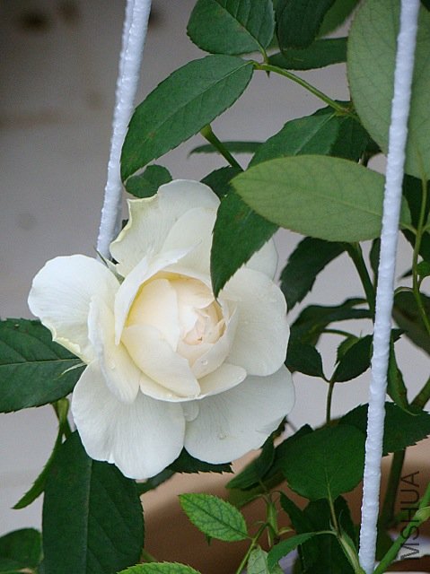 ziji 079.jpg