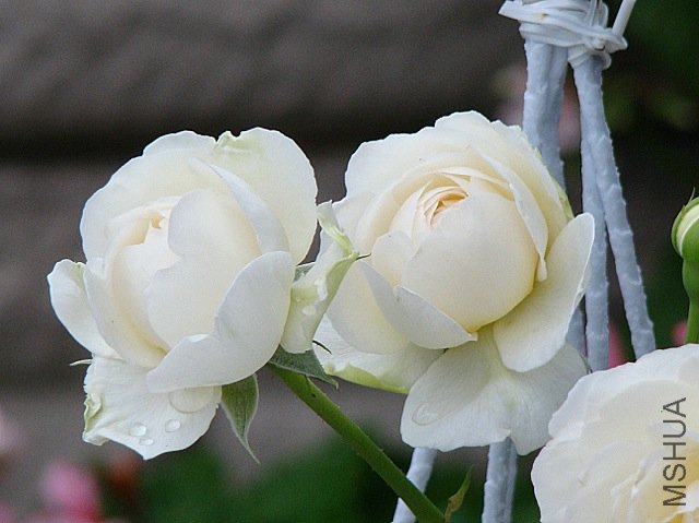 ziji 083.jpg