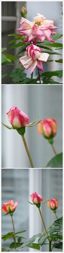 ziji 086.jpg