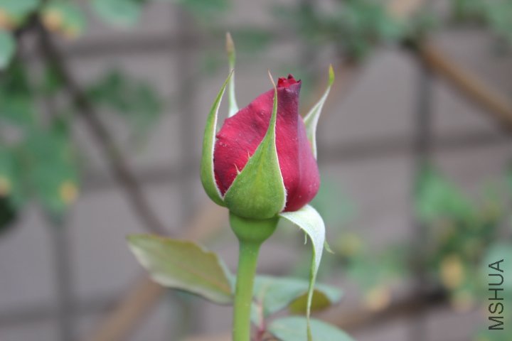 IMG_3186.JPG