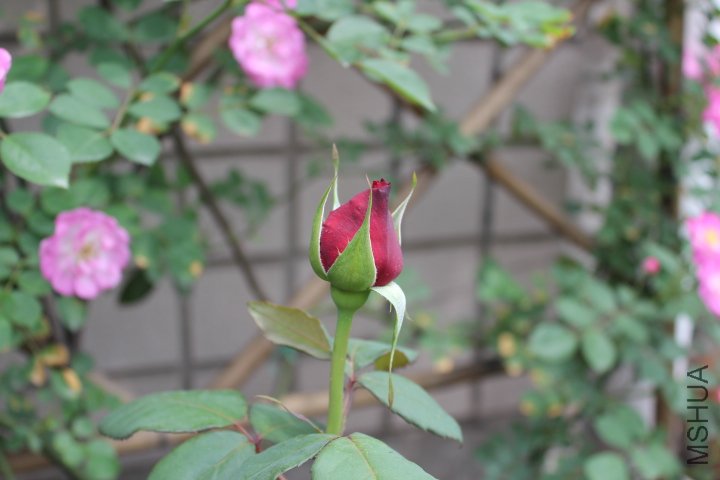 IMG_3188.JPG