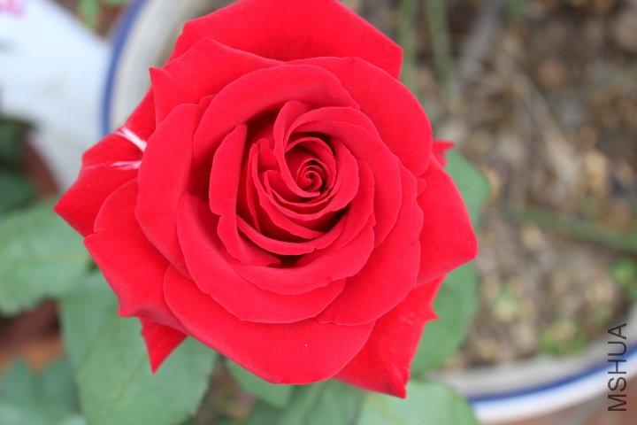 IMG_3193.JPG