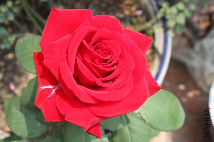 IMG_3195.JPG