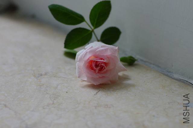 ������С IMGP0058.JPG