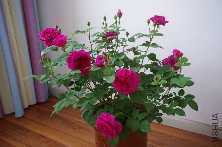 IMGP4236.JPG