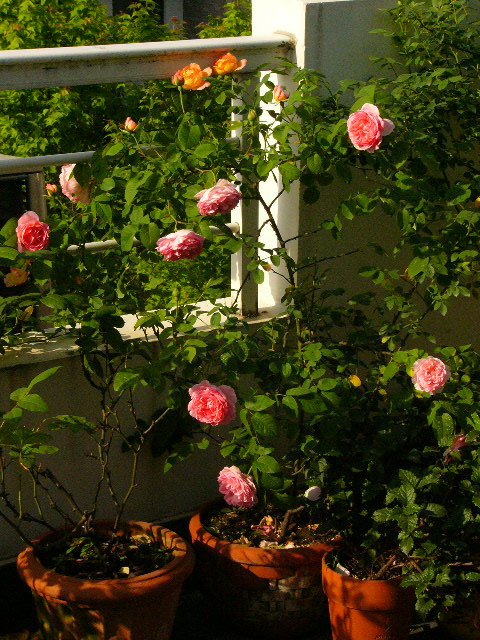 P1060290.JPG