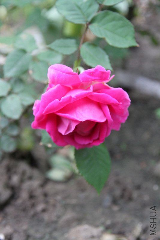 IMG_2733.JPG