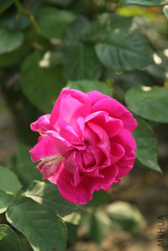 IMG_2802.JPG