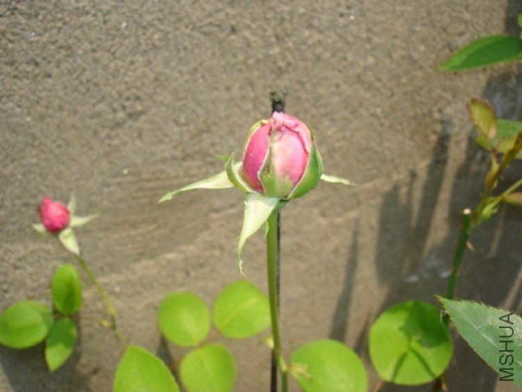 �ŵ��¼�   ��.jpg