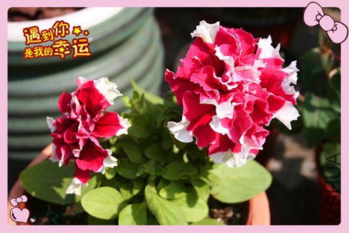 ��Ƭ 009_������ţ1_����.jpg