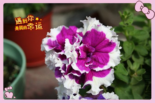 ��Ƭ 013_������ţ.jpg