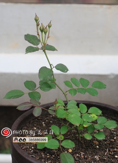��������԰20120428-1.JPG