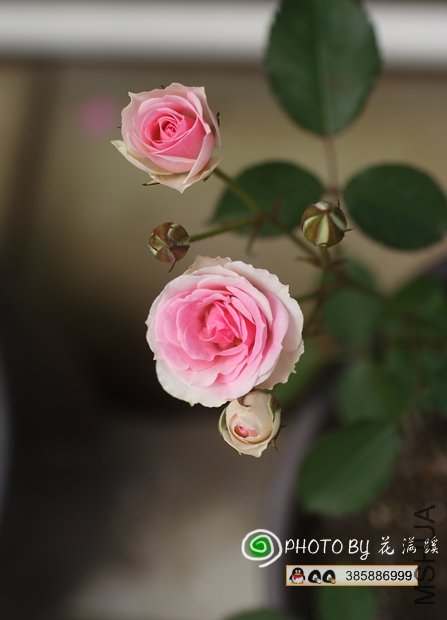 ��������԰-20120505-1.JPG